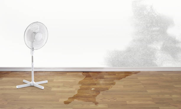 Best Flood restoration services  in Vista, CA