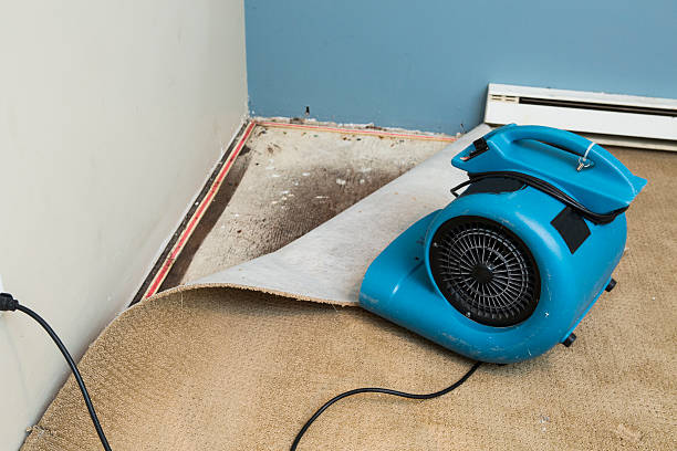 Best Professional water damage repair  in Vista, CA